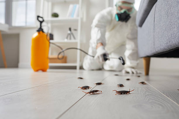 Post-Treatment Bed Bug Interceptor Monitoring in Carrollton